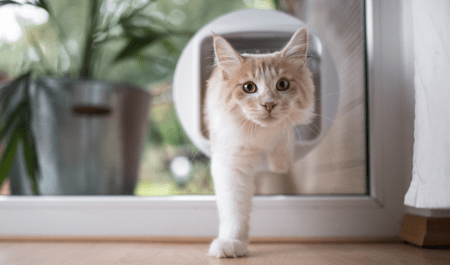 CatFlap-1-min Cat Flap Installation